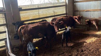 caycumada yeni dogan buzagilar kayit altina alindi 3N1PG2a4