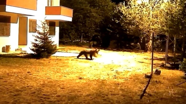 gumushanede alarm sesine aldiris etmeyen iki ayi goruntulendi EDMMRwwK