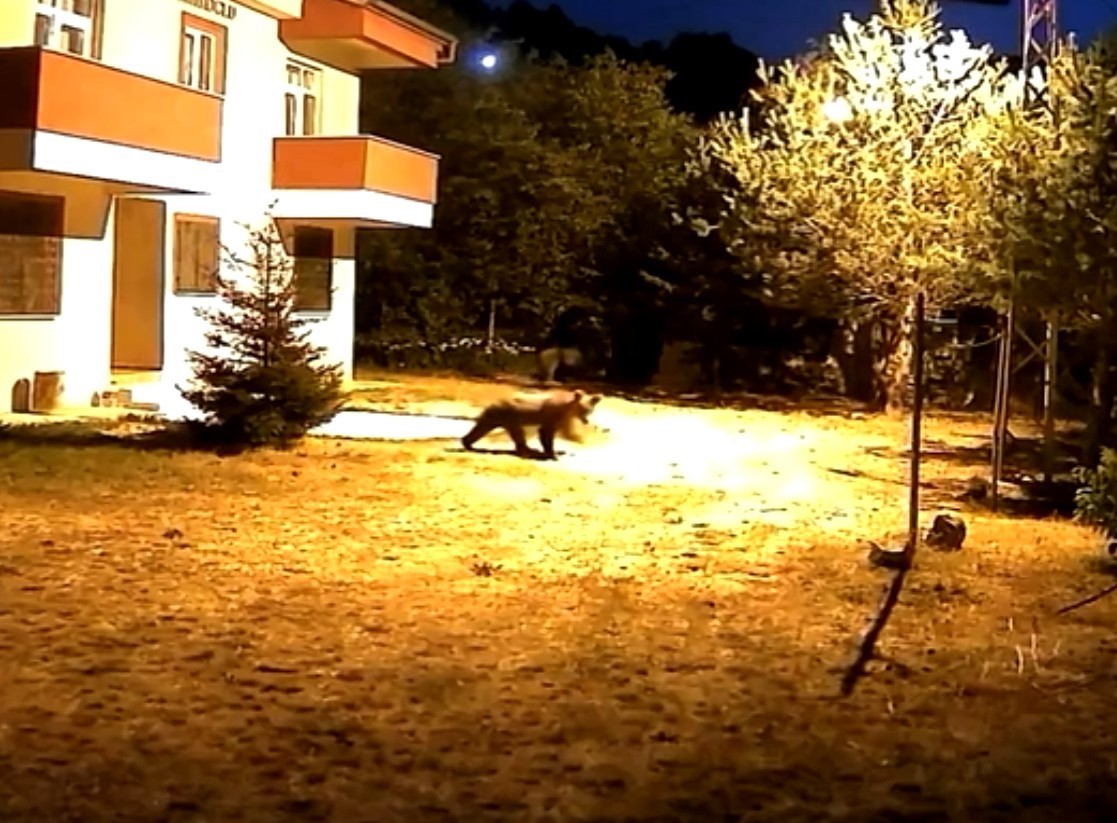 gumushanede alarm sesine aldiris etmeyen iki ayi goruntulendi EDMMRwwK