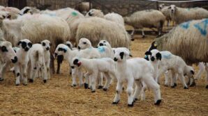 hayvancilara kritik uyari kuzu ve buzagi bakiminda ilk saatler hayati onemde L19fgtCq