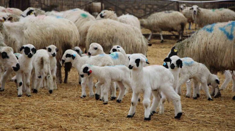 hayvancilara kritik uyari kuzu ve buzagi bakiminda ilk saatler hayati onemde L19fgtCq