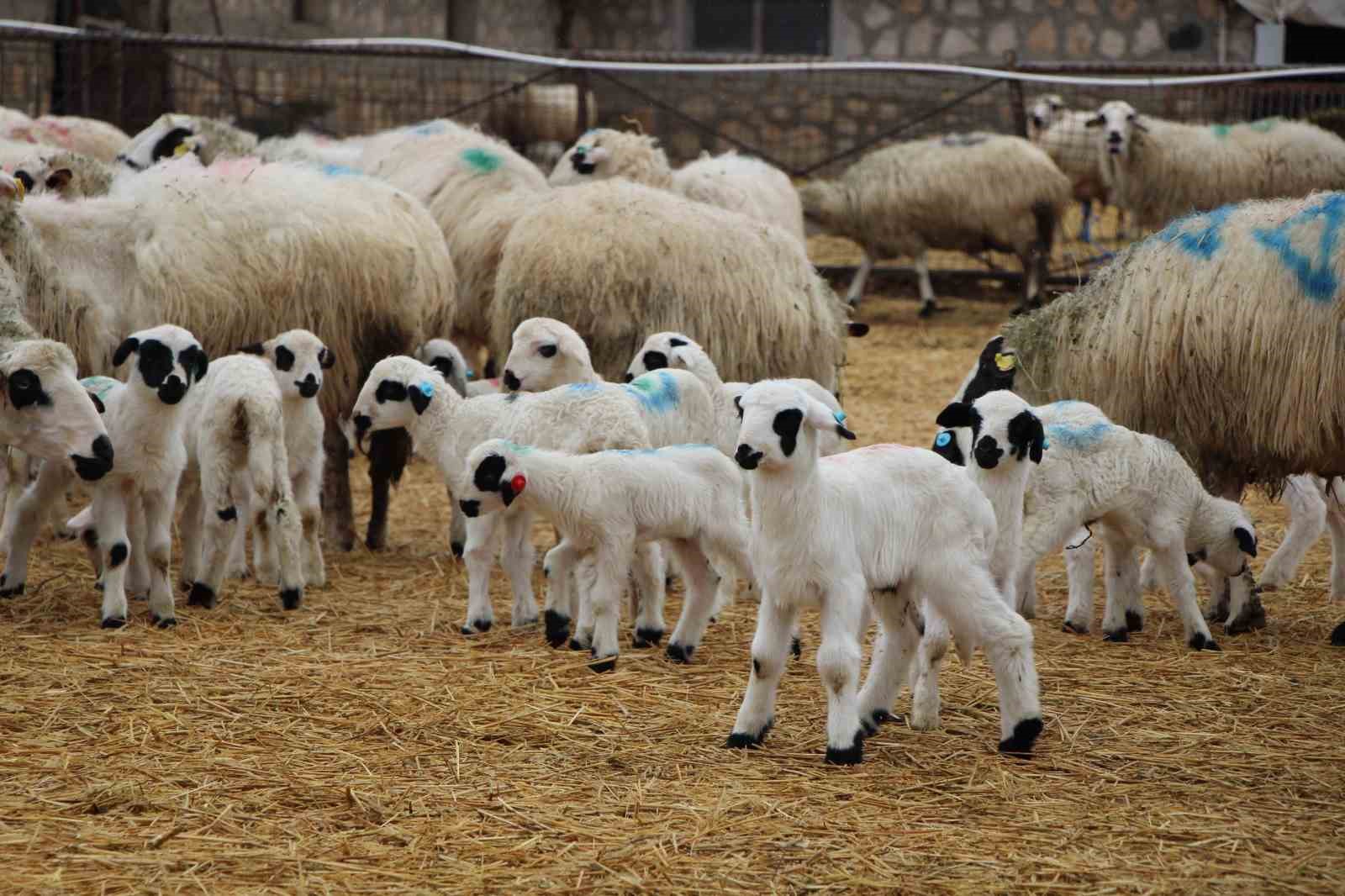 hayvancilara kritik uyari kuzu ve buzagi bakiminda ilk saatler hayati onemde L19fgtCq