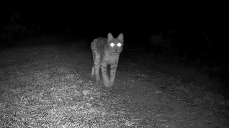 karabukte vasak fotokapanla goruntulendi K4nbU7Hm