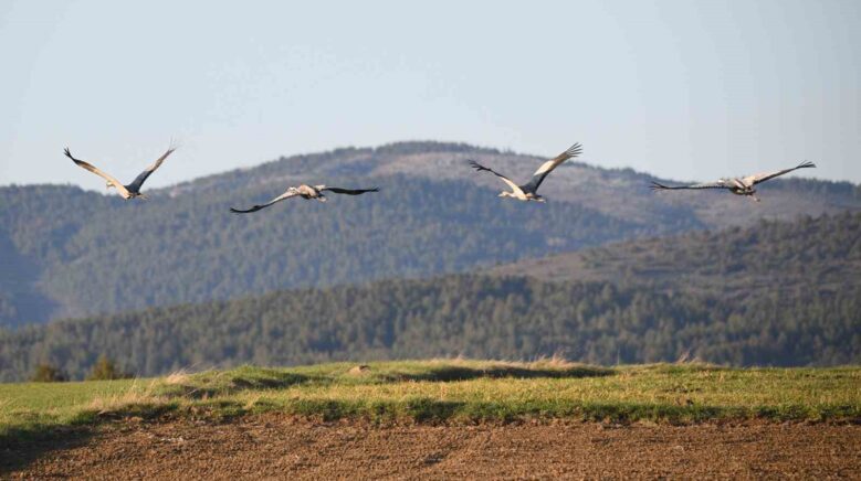 kastamonuda gorsel solen turna ailesi goc yolunda goruntulendi PUAMLnEL