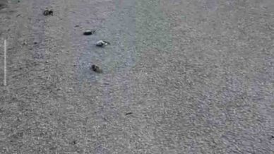 kastamonuda onlarca kus yolda telef olmus halde bulundu qjVHPWTz