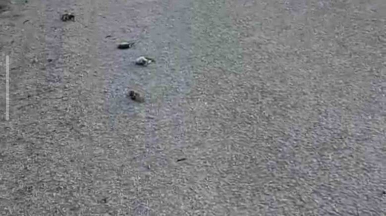 kastamonuda onlarca kus yolda telef olmus halde bulundu qjVHPWTz