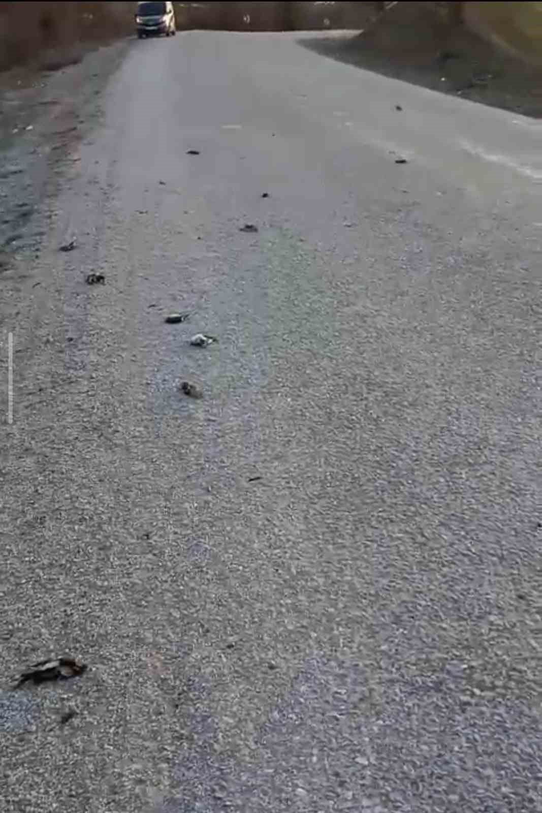 kastamonuda onlarca kus yolda telef olmus halde bulundu qjVHPWTz