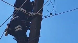 kopeklerden korkup elektrik diregine cikan kedi kurtarildi B5vKWrC9