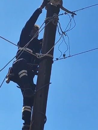 kopeklerden korkup elektrik diregine cikan kedi kurtarildi B5vKWrC9