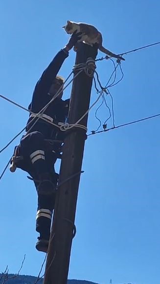 kopeklerden korkup elektrik diregine cikan kedi kurtarildi B5vKWrC9