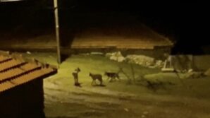 koye inen kurt surusu kamerada 7aA7Nx6F