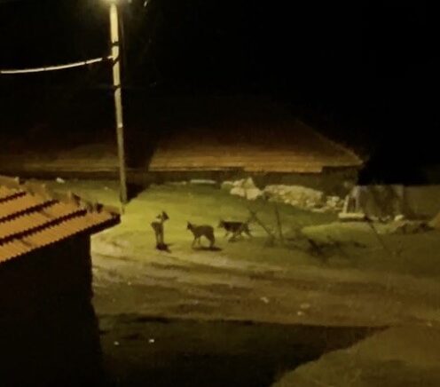 koye inen kurt surusu kamerada 7aA7Nx6F