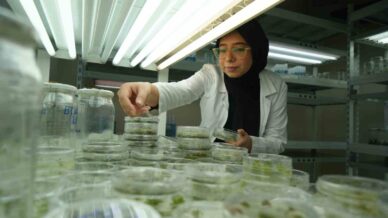 kurakliga dayanikli domatesler gelistiriliyor bwMIbvrb