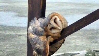 sevimli baykus sokak direginde uyuya kaldi Delts52I