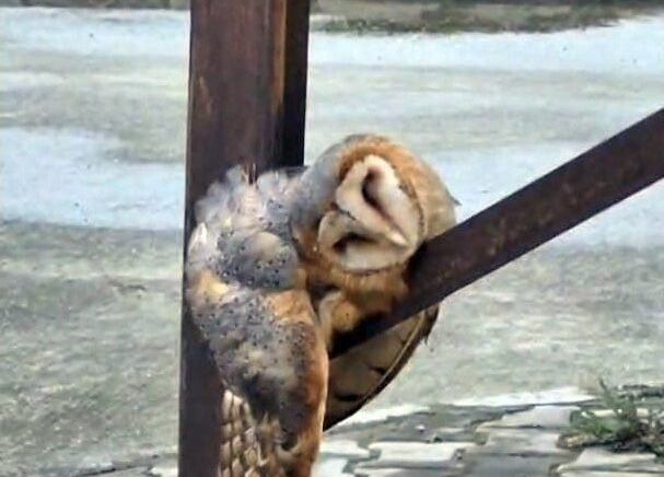 sevimli baykus sokak direginde uyuya kaldi Delts52I