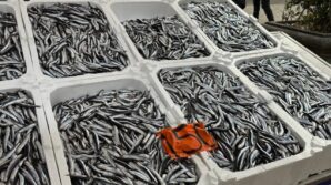 tezgahlarda hamsinin son gunleri kilosu 150 liradan satiliyor KTzQR7g6