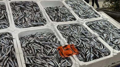 tezgahlarda hamsinin son gunleri kilosu 150 liradan satiliyor KTzQR7g6