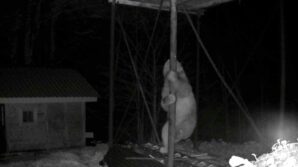 ac kalan ayi kovanlara ulasmak icin duz demire tirmanmaya calisti kaATzlZ3