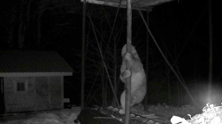 ac kalan ayi kovanlara ulasmak icin duz demire tirmanmaya calisti kaATzlZ3