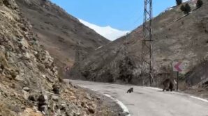 anne ayi ve yavrulari yolda goruntulendi minik yavrunun cabasi gulumsetti Jjjbfd1k