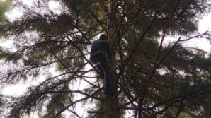 artvinde 40 metrelik goknar agacinin tepesine takilan dronu boyle kurtardilar CDefvs24