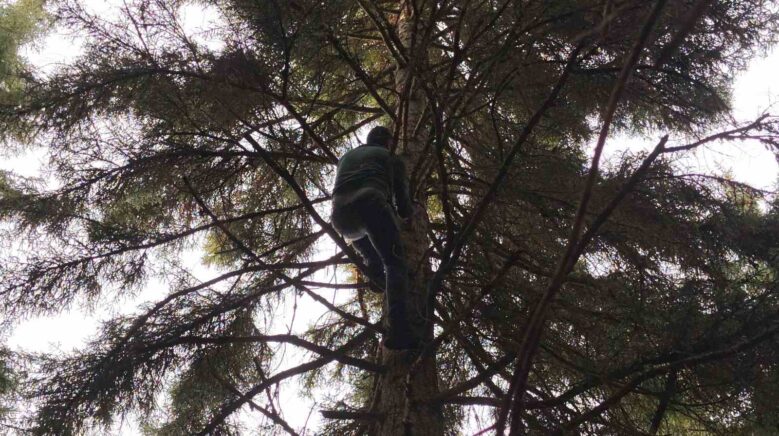 artvinde 40 metrelik goknar agacinin tepesine takilan dronu boyle kurtardilar CDefvs24