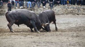 artvinde boga guresleri sezonu sarigolde acildi MuYiw4lv