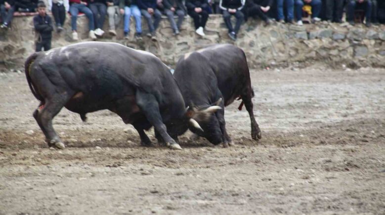 artvinde boga guresleri sezonu sarigolde acildi MuYiw4lv