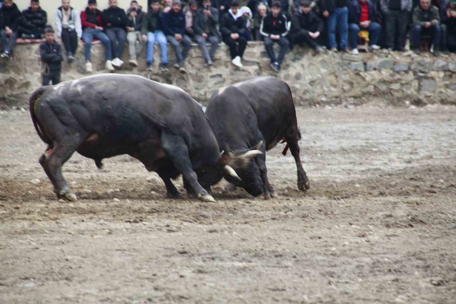 artvinde boga guresleri sezonu sarigolde acildi MuYiw4lv