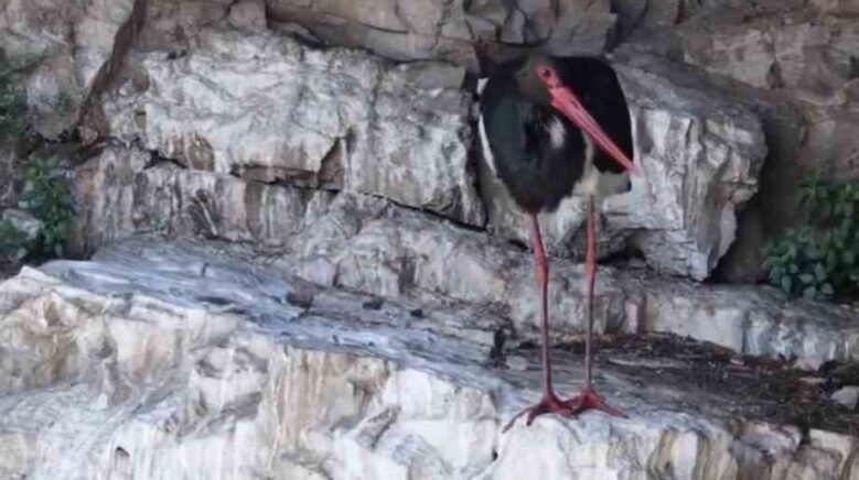 artvinde kara leylek goruntulendi qFQjpTHW