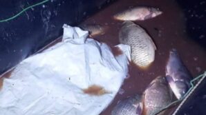 boluda 350 kilo sazan kurtarildi u5qLeHST