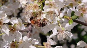 boluda baharin gelmesiyle arilar harekete gecti 3NIiRYHi