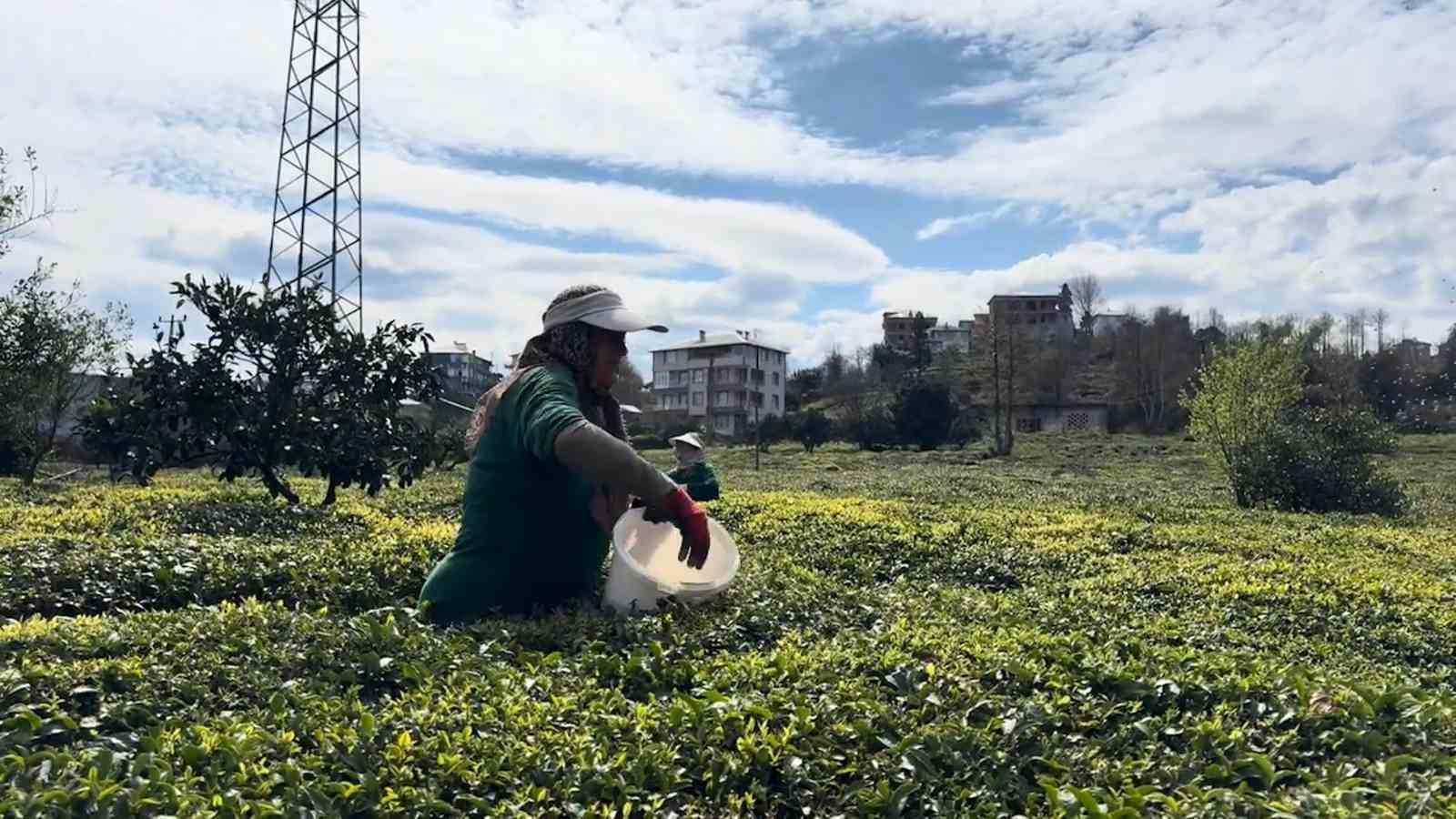 cay ureticileri yeni sezona hazirlaniyor 85zFAk7X