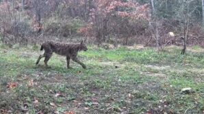 karabukte vasak domuzlar ve tavsan fotokapanla goruntulendi ky6m48HM