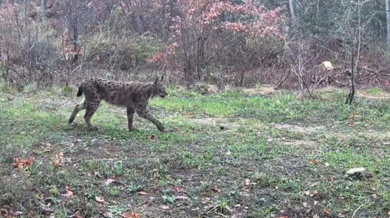 karabukte vasak domuzlar ve tavsan fotokapanla goruntulendi ky6m48HM