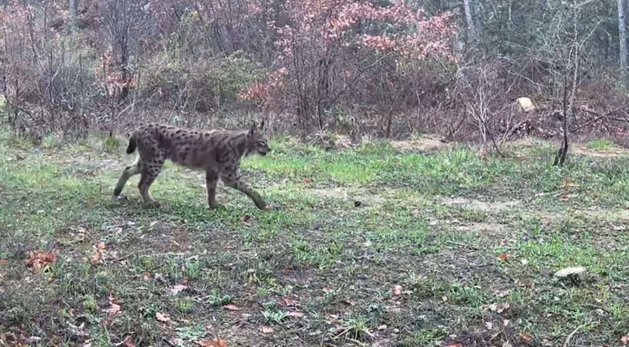 karabukte vasak domuzlar ve tavsan fotokapanla goruntulendi ky6m48HM