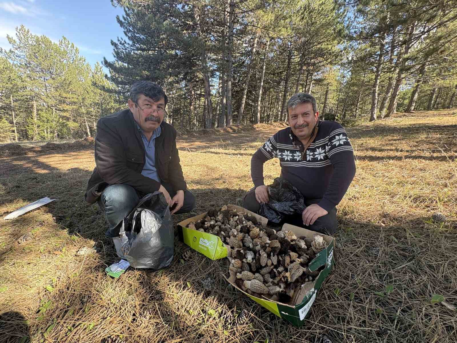 kastamonu ormanlarinda kuzugobegi mantari bollugu Vhg5NkBu