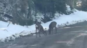 kastamonuda karacalar su icerken goruntulendi d6HnYkZO