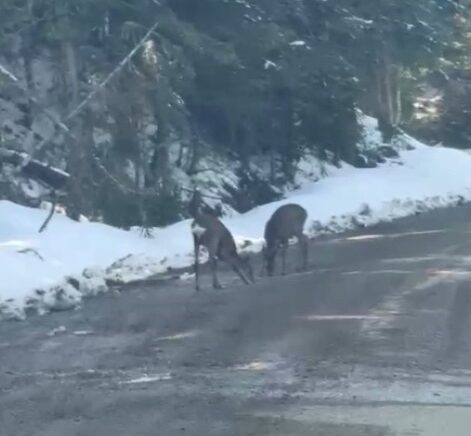 kastamonuda karacalar su icerken goruntulendi d6HnYkZO