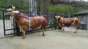 kurban bayrami yaklasirken tonluk kurbanliklar satista aFuugti4