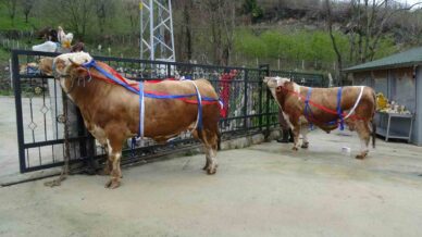 kurban bayrami yaklasirken tonluk kurbanliklar satista aFuugti4