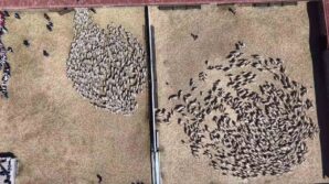 kuzular anneleriyle bulustu sevgi yumagi dron kamerasinda gUJEbxNK