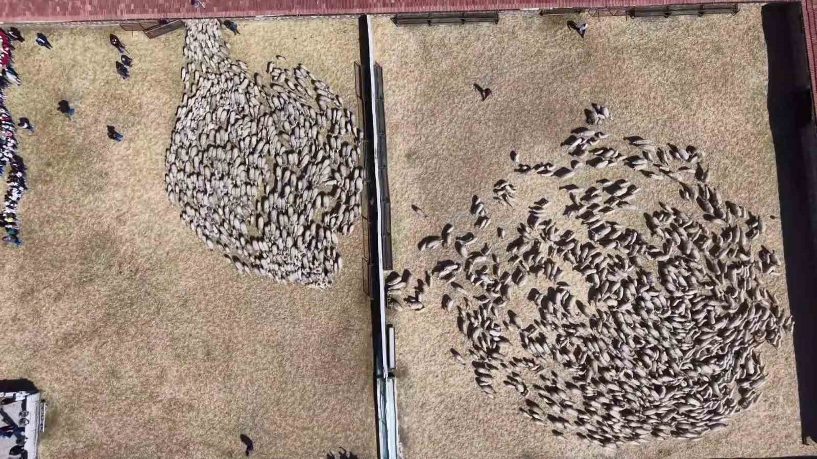 kuzular anneleriyle bulustu sevgi yumagi dron kamerasinda
