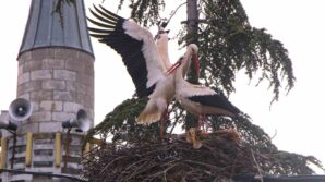 leyleklere saygili koy butun elektrik direkleri yuva oldu leylekler icin tedbir alindi GMxfUzxa