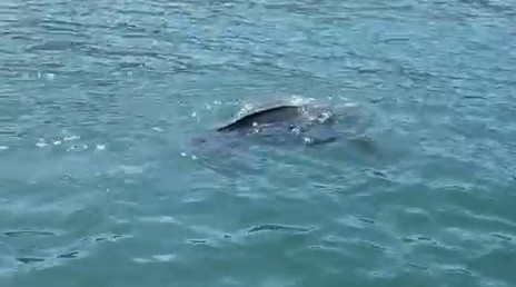 rizede nadir gorulen deniz kaplumbagasi balikcinin kamerasina yansidi