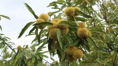 sinop kestanesi tehlikede gal arisi uretimi ve ariciligi vuruyor OdfYLR4F