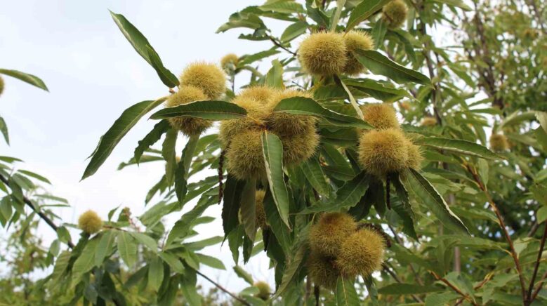 sinop kestanesi tehlikede gal arisi uretimi ve ariciligi vuruyor OdfYLR4F