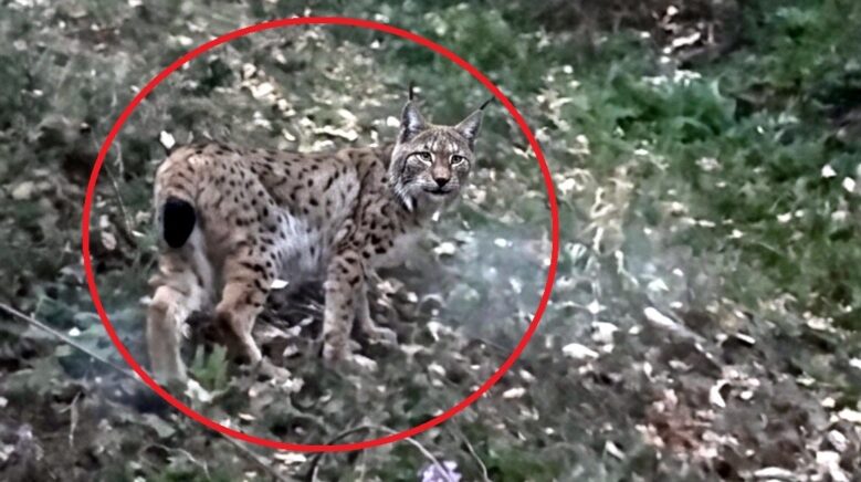 sinopta vasak goruntulendi 1jfpzb1G