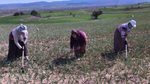 taskopru sarimsagi tarlalarindaki zararli otlari tek tek topluyorlar rFxpKkea