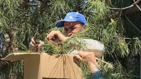 tokatta agaca ogul veren arilari ekipmansiz topladi N2jumcb9